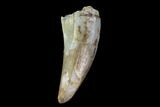 Fossil Phytosaur Tooth - Arizona #88612-1